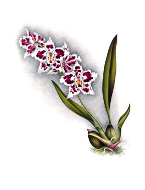 Orkide çiçek beyaz arka plan