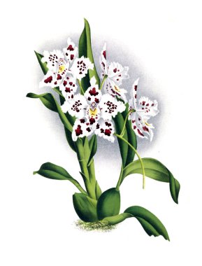 Orkide çiçek beyaz arka plan