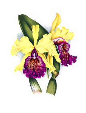 Orkide çiçek beyaz arka plan