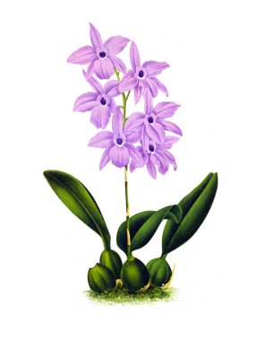 Orkide çiçek beyaz arka plan