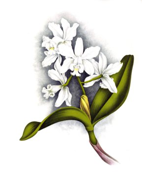 Orkide çiçek beyaz arka plan