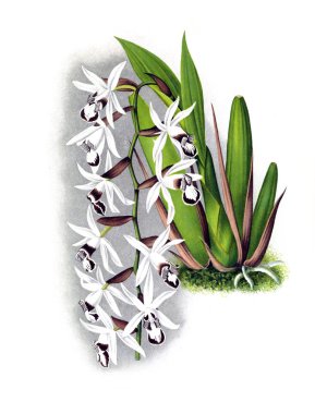 Orkide çiçek beyaz arka plan