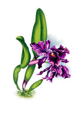 Orkide çiçek beyaz arka plan