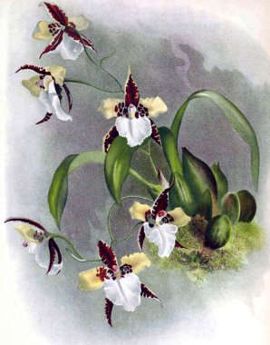 Orkide çiçek beyaz arka plan