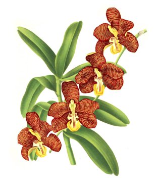 Orkide çiçek beyaz arka plan