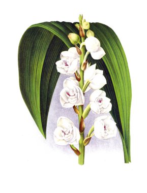 Orkide çiçek beyaz arka plan