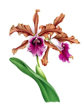 Orkide çiçek beyaz arka plan