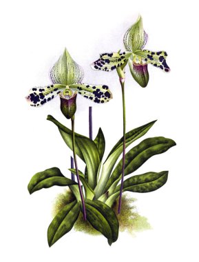 Orkide çiçek beyaz arka plan