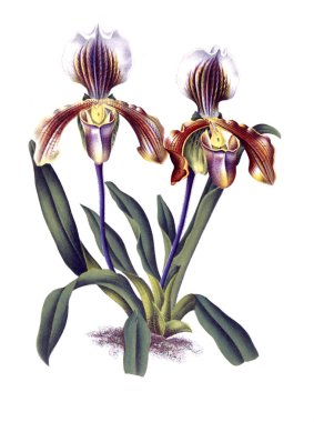 Orkide çiçek beyaz arka plan