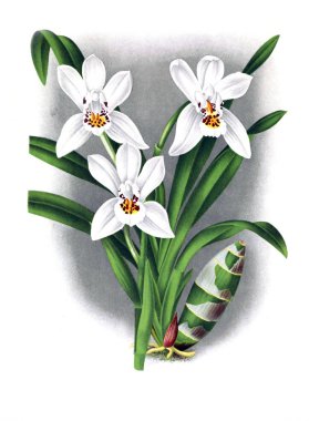 Orkide çiçek beyaz arka plan