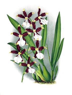 Orkide çiçek beyaz arka plan