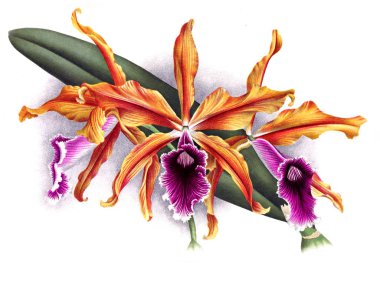 Orkide çiçek beyaz arka plan