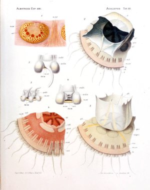 Denizanası anatomi çizimi