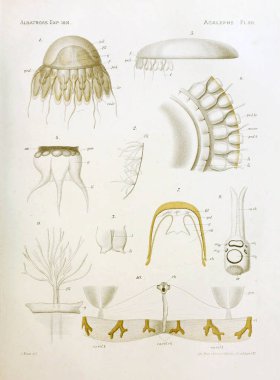 Denizanası anatomi çizimi