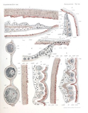 Denizanası anatomi çizimi