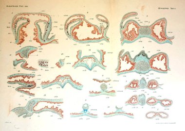 Denizanası anatomi çizimi