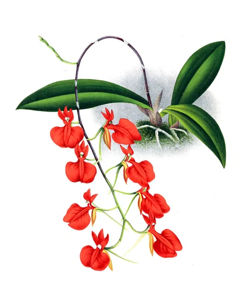 Orkide çiçek beyaz arka plan