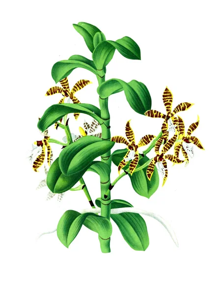 Orkide çiçek beyaz arka plan