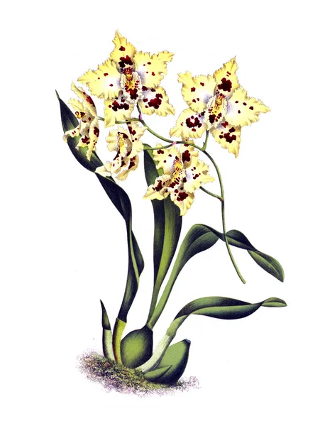 Orkide çiçek beyaz arka plan