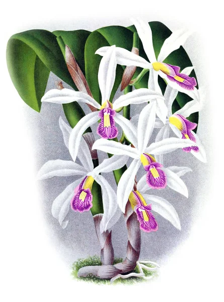 Orquídea Flor Fondo Blanco —  Fotos de Stock