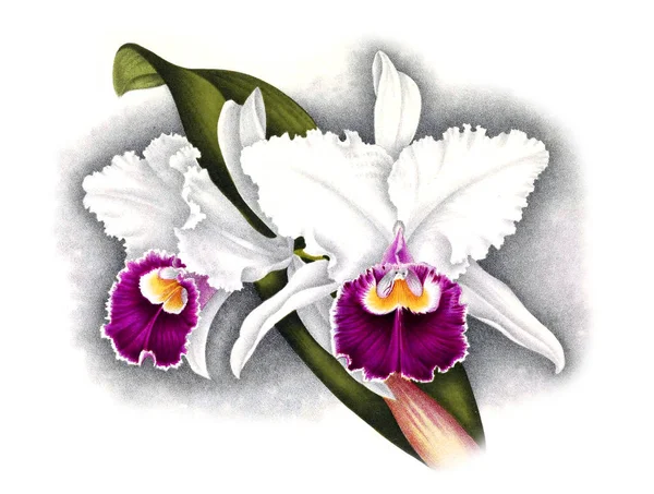 Fondo Bianco Del Fiore Del Orchid — Foto Stock