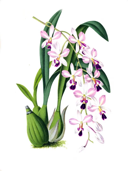 Fondo Bianco Del Fiore Del Orchid — Foto Stock