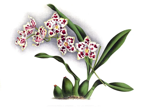 Orkide çiçek beyaz arka plan