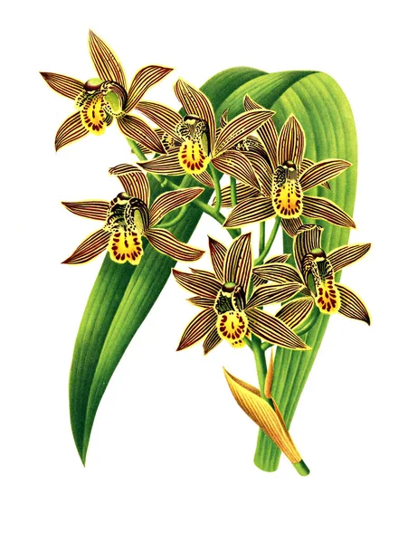 Orkide çiçek beyaz arka plan