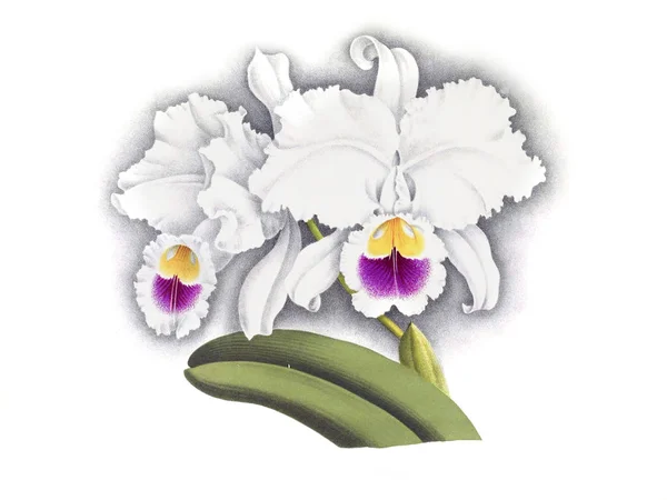 Fondo Bianco Del Fiore Del Orchid — Foto Stock