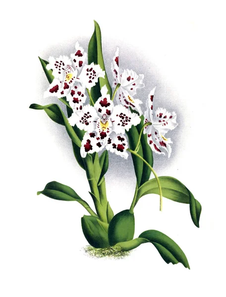 Orkide çiçek beyaz arka plan