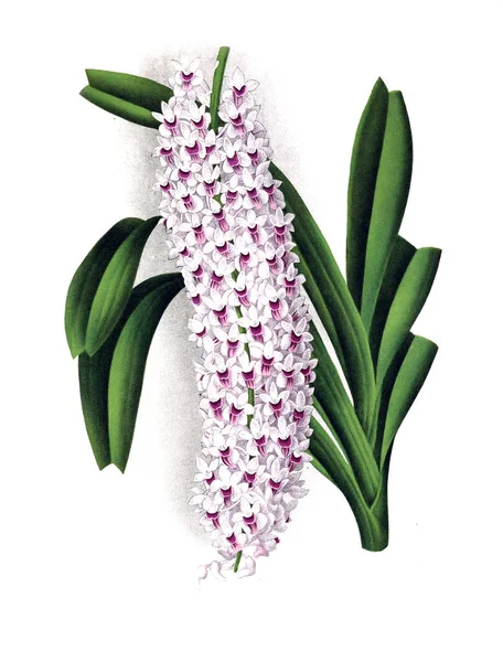 Orkide çiçek beyaz arka plan