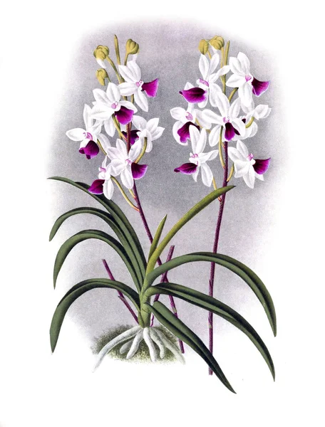 Fondo Bianco Del Fiore Del Orchid — Foto Stock