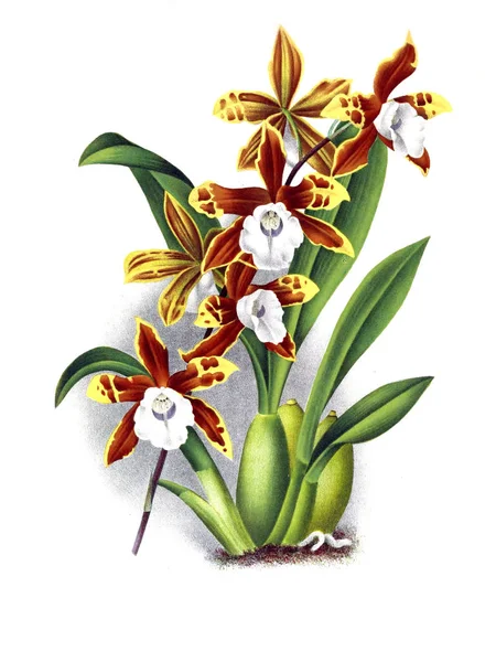 Orkidé Blomma Vit Bakgrund — Stockfoto