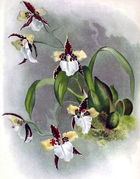 Orkide çiçek beyaz arka plan