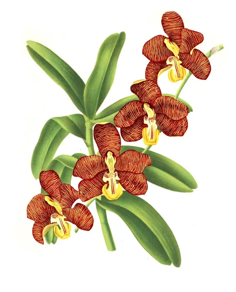 Orkide çiçek beyaz arka plan