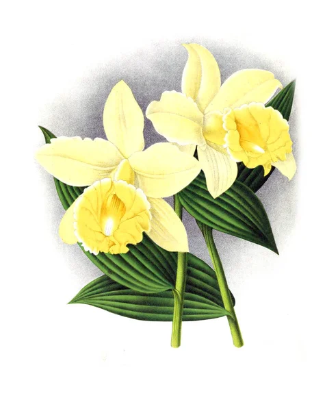 Orkide çiçek beyaz arka plan