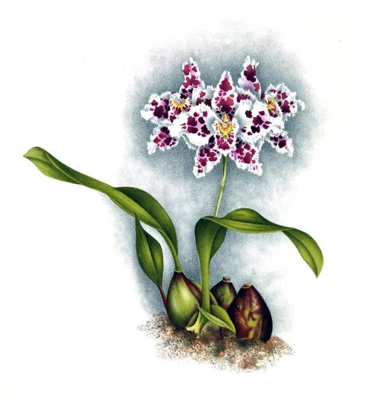 Orchidee Blume Weißer Hintergrund — Stockfoto