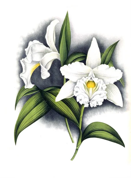 Fondo Bianco Del Fiore Del Orchid — Foto Stock