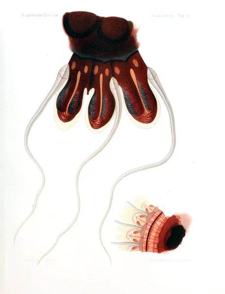 Illusztráció Medúza Anatómiája — Stock Fotó