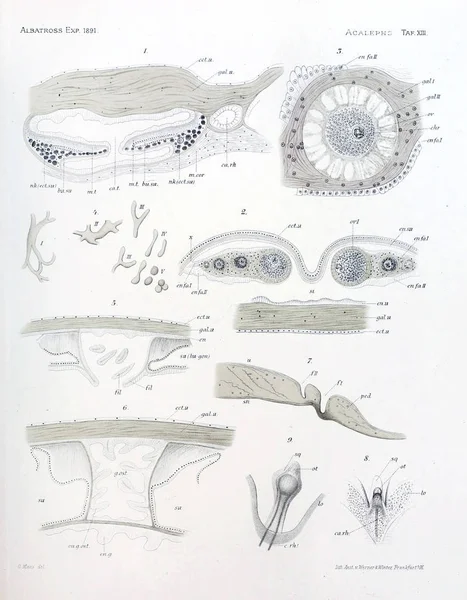 水母解剖示意图 — 图库照片