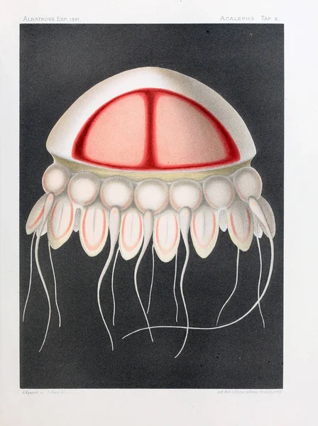 Ilustracja Anatomii Jellyfish — Zdjęcie stockowe