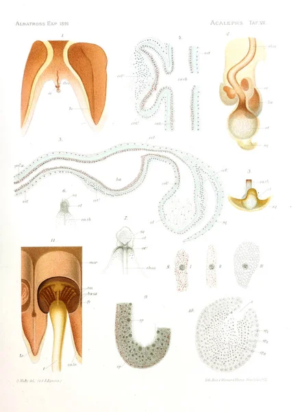 Ilustração Anatomia Água Viva — Fotografia de Stock