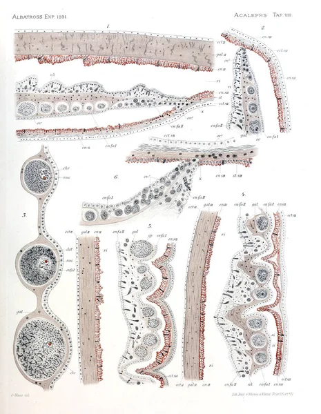 Denizanası anatomi çizimi
