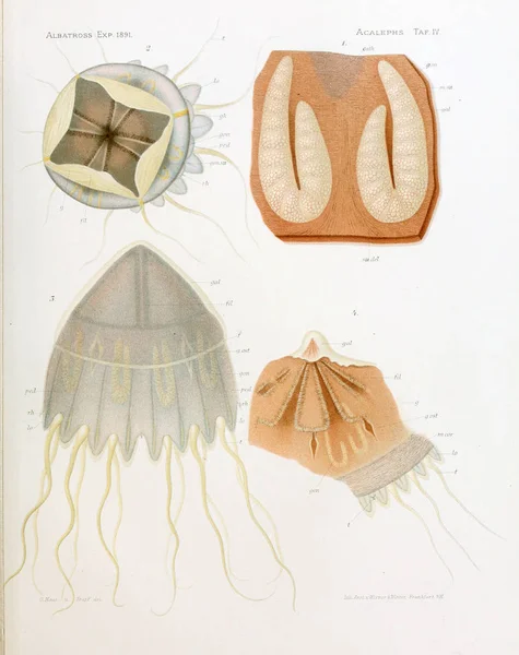 Ilustracja Anatomii Jellyfish — Zdjęcie stockowe