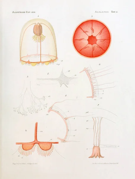 Ilustracja Anatomii Jellyfish — Zdjęcie stockowe