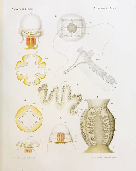 Denizanası anatomi çizimi