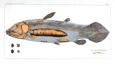 Fosil balık gösterimi.