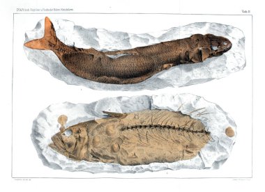 Fosil balık gösterimi.