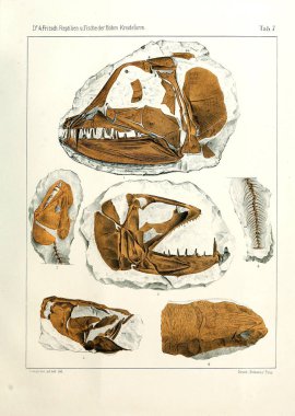 Fosil balık gösterimi.