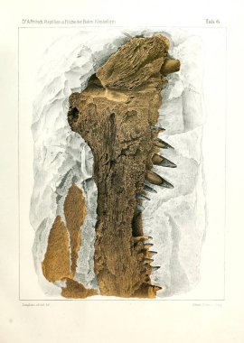 Fosil balık gösterimi.